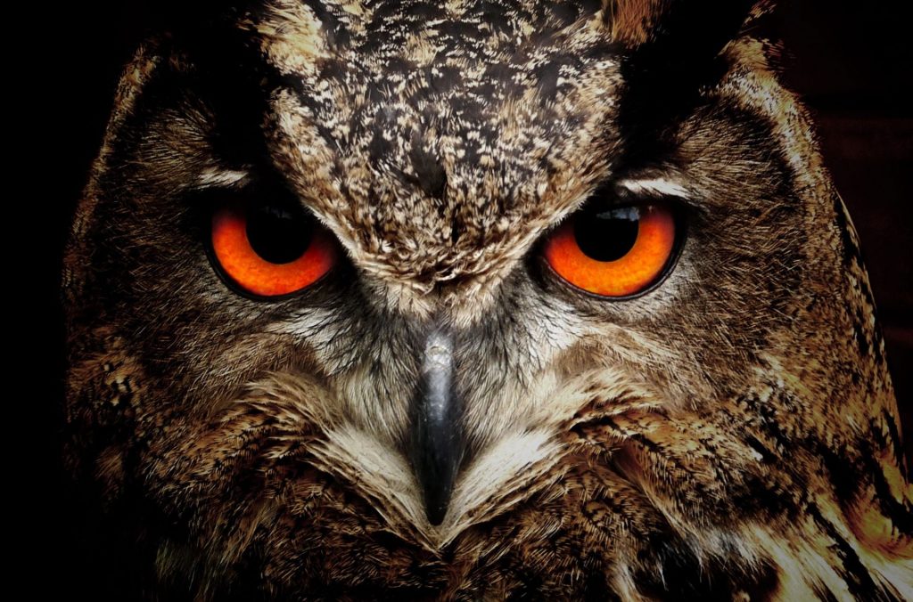 hibou